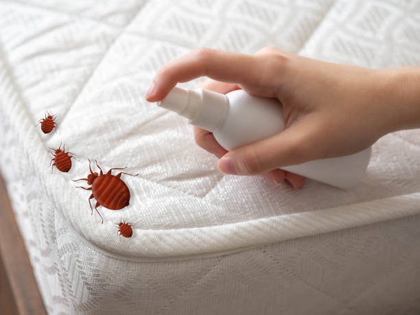 Best Wasp Removal Services  in Ashley, OH