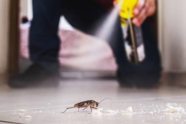 Best Cockroach Control Services  in Ashley, OH